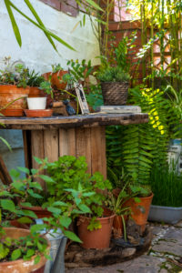 detail of a Mediterranean style garden in Barcelona in the first days of spring detail of a Mediterranean style garden in Barcelona in the first days of spring